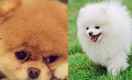 博美爆料新闻事件真相视频,揭秘新闻事件背后真相  第3张